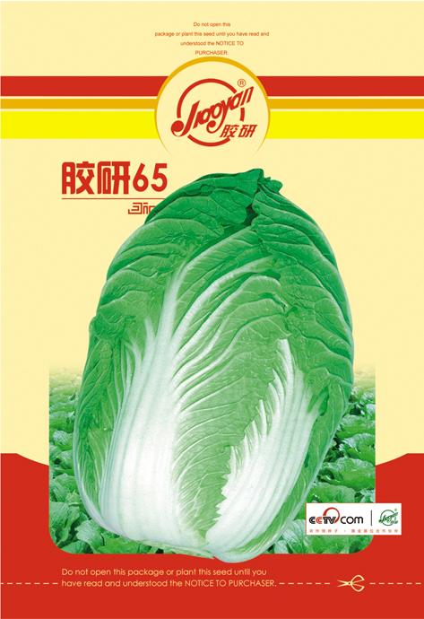 胶研65——秋播白菜